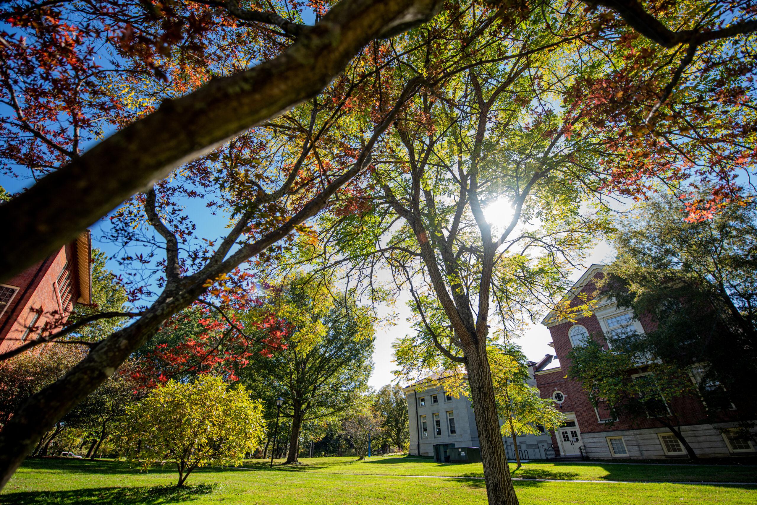 Picture of trees with buildings in the background